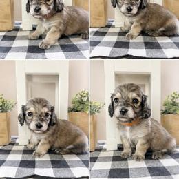 Orange collar male - Cream male Dachshund puppy in Wylie, Texas from Karas Royal Dachshunds