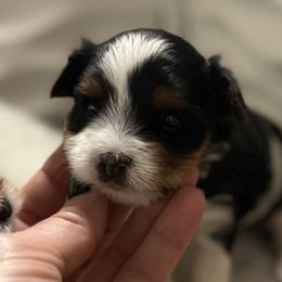 Girl 2 - Black tan and white female Biewer Terrier puppy in Woodside, New York from Allure Biewer Terriers