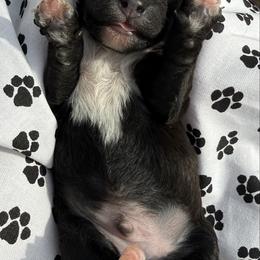 Boy 1 - Black and white male Shihpoo puppy in Cottondale, Florida from Pat’s precious puppies