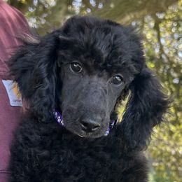 Sugar plum - Black Poodle puppy in Arroyo Grande, California from Ever So Clever Poodles