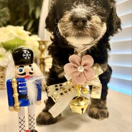 BAGEL - Tri-color female Bernedoodle puppy in Houston, Texas from Pia’s Doodle Poodle Wag