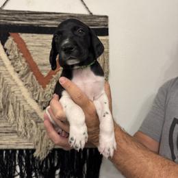 Light Green - Black and white male German Shorthaired Pointer puppy in Queen Creek, Arizona from Switchback Kennels