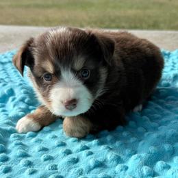 Red tri girl - Red tri female Miniature Australian Shepherd puppy in Graham, North Carolina from Thompson Farm Mini Aussies