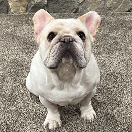 Benny - French Bulldog