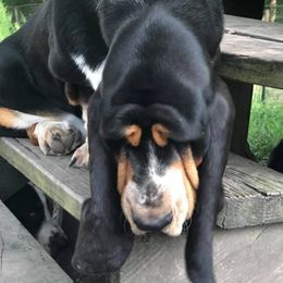 Birdie - Basset Hound