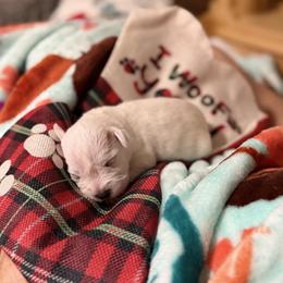 Bernadette - White female Miniature Schnauzer puppy in Brownwood, Texas from Texas Dreams Mini Schnauzers