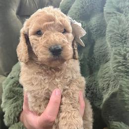 Elsa - Cream female Poodle puppy in Leonard, Texas from Laird Farms