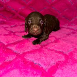 Puddin - Chocolate female Dachshund puppy in Williston Highlands, Florida from The Hunters Doxie Den