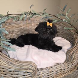 Bella AKC Exceptional Pedigree - Brindle female Shih Tzu puppy in Kings Mountain, North Carolina from Britany's Shih Tzus