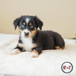 Texas - Black tri male Miniature Australian Shepherd puppy in Buna, Texas from R & C Kennels