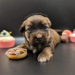 Cinnamon Roll - Red sable male Havanese puppy in Marysville, Ohio from Sweet Confections Havanese