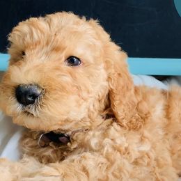 Australian Labradoodles from Gold Medal Australian Labradoodles