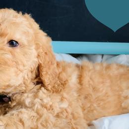 Australian Labradoodles from Gold Medal Australian Labradoodles