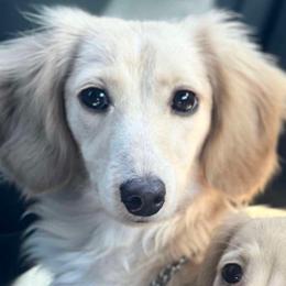 DREAM - Dachshund
