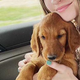 Golden Retrievers from TUX Goldens