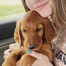 Golden Retrievers from TUX Goldens