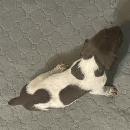 Female 2 - Liver roan female German Shorthaired Pointer puppy in Weeki Wachee, Florida from River Ridge GSP