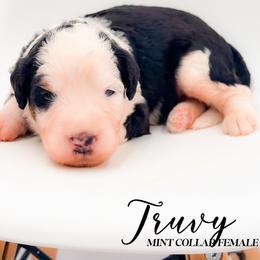 Truvy - Tri-color female Bernedoodle puppy in Tipton, Indiana from Country Creek Doodles