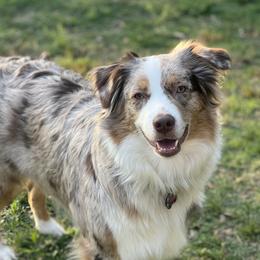 Otter - Australian Shepherd
