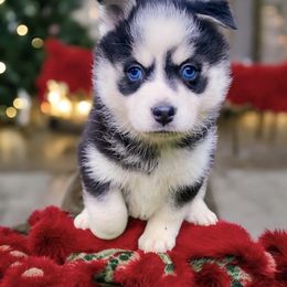 Dancer - Pomsky puppy from Periwinkle Pomskies