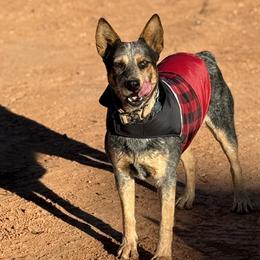 Australian Cattle Dogs from Shante Tully