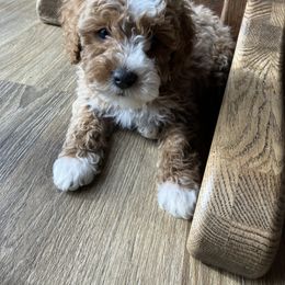 Boy 3 - Goldendoodle puppy from Doodle All Day