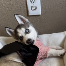 Ella - Black tan and white Siberian Husky puppy in Rancho Cucamonga, California from Rice Breeders