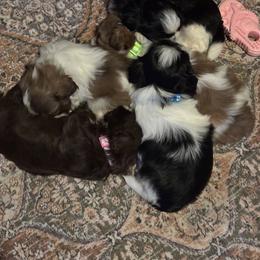 Shih Tzus from Shihtzu Happen