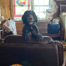 Aussiedoodle and Sheepadoodle Puppies from Neudoodles