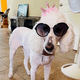 Snowy - Poodle