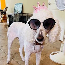 Snowy - Poodle