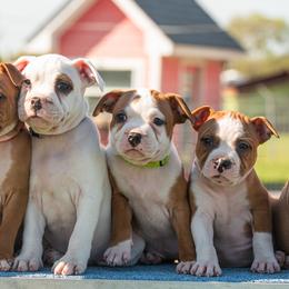 Staffordshire Bull Terrier Puppies from Vivace Staffords