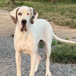 Mayo - Great Dane