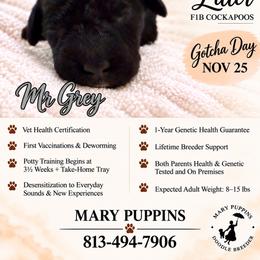 Mr Grey - Black male Cockapoo puppy in Tampa, Florida from Mary Puppins