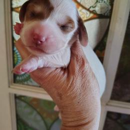 Puppy 5 - Piebald female Dachshund puppy in Clayton, Indiana from Love Struck Miniature Dachshunds