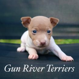 Blue fawn tan - White and blue fawn female Rat Terrier puppy in Allegan, Michigan from Gun River Terriers