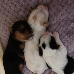 Yorkshire Terriers from Axt Farm