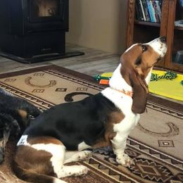 Basset Hounds from Sage Acres