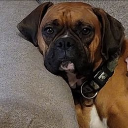 Boxer Puppies from Clydesflashyboxers