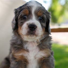 Chase - Merle Bernedoodle puppy in Payson, Utah from Little Diamond Doodles