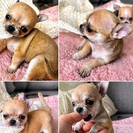 Chihuahua puppies from Chitownchihuahuas