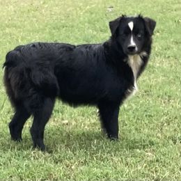 Miniature Australian Shepherds from Coleman’s Country Aussies