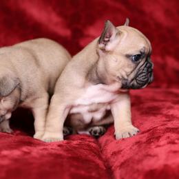 Muffin - Fawn and white male French Bulldog puppy in Madison, Alabama from Moss Bulldog's Home