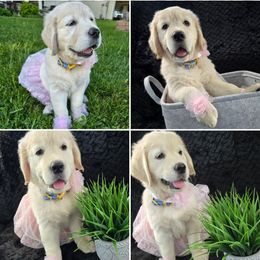 Golden Retriever Puppies from Rosemarie's Golden Retrievers