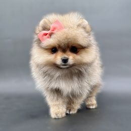 Peaches - Orange sable female Pomeranian puppy in Menifee, California from Petite Poms Of CA