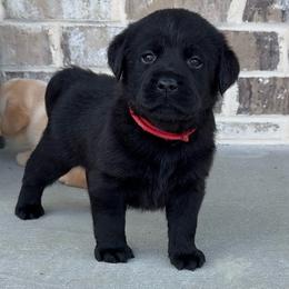 Red collar - Black female Labrador Retriever puppy in Clinton, Tennessee from Summer Rose