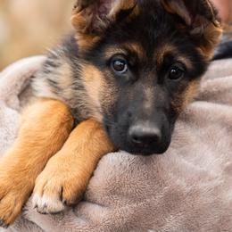 Mabel - Black and red female German Shepherd puppy in Kamas, Utah from Uinta Mountain Shepherds
