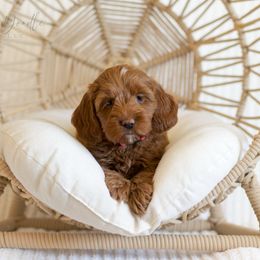 Pink Collar Girl - Caramel red female Australian Labradoodle puppy in Thousand Oaks, California from Lovely Doodle Lane