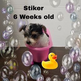 Orange Parti Boy - Parti male Yorkshire Terrier puppy in Inverness, Florida from Luvayorkie&more