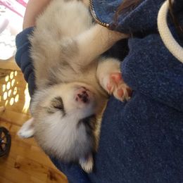 Pomeranian and Pomsky Puppies from Spillman's Specialty Breeding